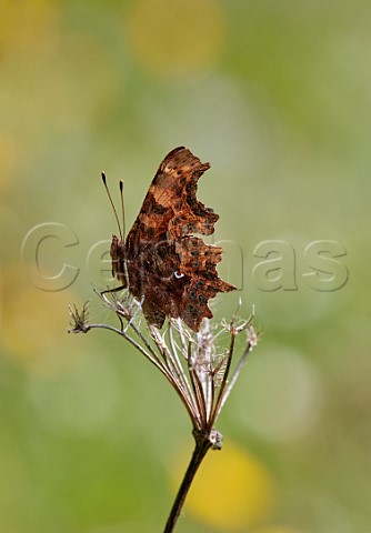 Comma butterfly at rest  Hurst Meadows East Molesey Surrey England