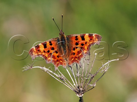 Comma butterfly at rest  Hurst Meadows East Molesey Surrey England