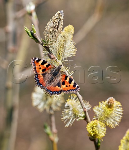 Small Tortoiseshell nectaring on willow catkins  Hurst Meadows East Molesey Surrey England