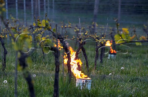 Candles burning on a frosty spring morning at Albury Vineyard Silent Pool Albury Surrey England