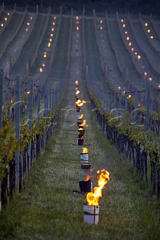 Candles burning on a frosty spring morning at Albury Vineyard Silent Pool Albury Surrey England