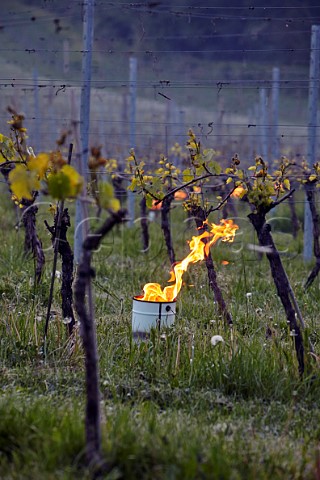 Candles burning on a frosty spring morning at Albury Vineyard Silent Pool Albury Surrey England