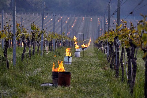 Candles burning on a frosty spring morning at Albury Vineyard Silent Pool Albury Surrey England