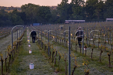 Candles burning on a frosty spring morning at Albury Vineyard Silent Pool Albury Surrey England