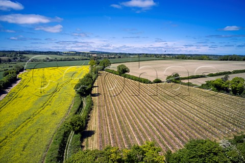 Arch Peak Vineyard of Raimes Sparkling Wine in spring Hinton Ampner Hampshire England