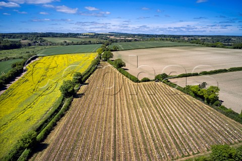 Arch Peak Vineyard of Raimes Sparkling Wine in spring Hinton Ampner Hampshire England