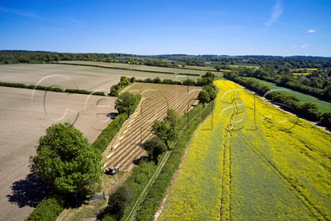 Arch Peak Vineyard of Raimes Sparkling Wine in spring Hinton Ampner Hampshire England