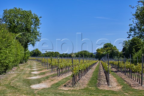 Arch Peak Vineyard of Raimes Sparkling Wine in spring Hinton Ampner Hampshire England