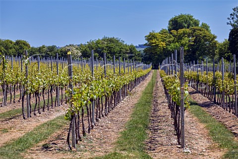 Arch Peak Vineyard of Raimes Sparkling Wine in spring Hinton Ampner Hampshire England