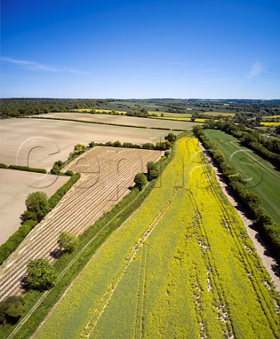 Arch Peak Vineyard of Raimes Sparkling Wine in spring Hinton Ampner Hampshire England