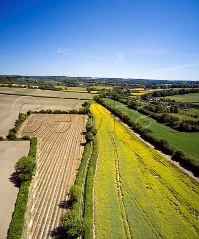 Arch Peak Vineyard of Raimes Sparkling Wine in spring Hinton Ampner Hampshire England