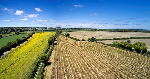 Arch Peak Vineyard of Raimes Sparkling Wine in spring Hinton Ampner Hampshire England