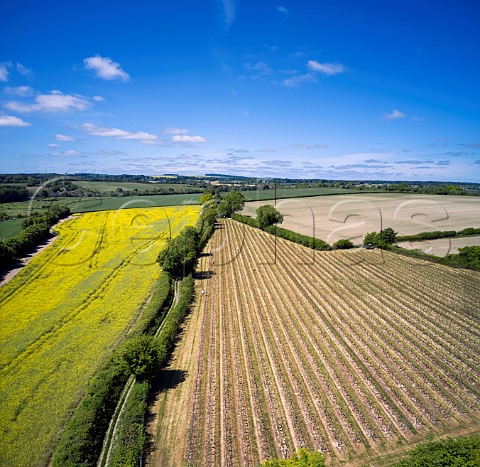 Arch Peak Vineyard of Raimes Sparkling Wine in spring Hinton Ampner Hampshire England