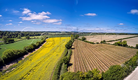 Arch Peak Vineyard of Raimes Sparkling Wine in spring Hinton Ampner Hampshire England