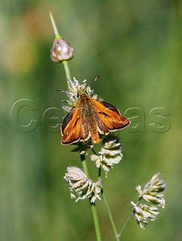 Large Skipper male Hurst Meadows East Molesey Surrey England