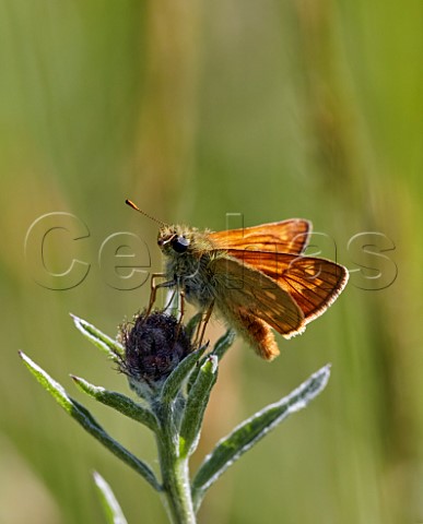 Large Skipper male Hurst Meadows East Molesey Surrey England