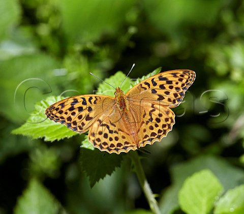 Silverwashed Fritillary female perched on bramble Arbrook Common Surrey England