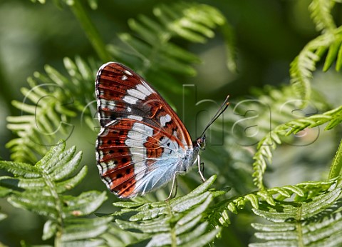 White Admiral perched on bracken Bookham Commons Surrey England