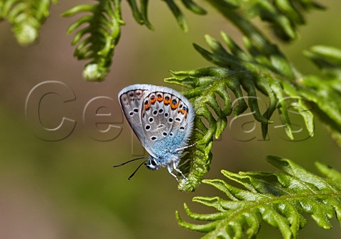 Silverstudded Blue perched on bracken Fairmile Common Esher Surrey England