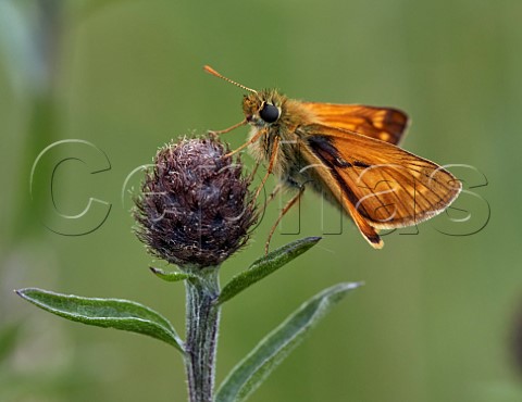Large Skipper perched on Knapweed Hurst Meadows East Molesey Surrey England