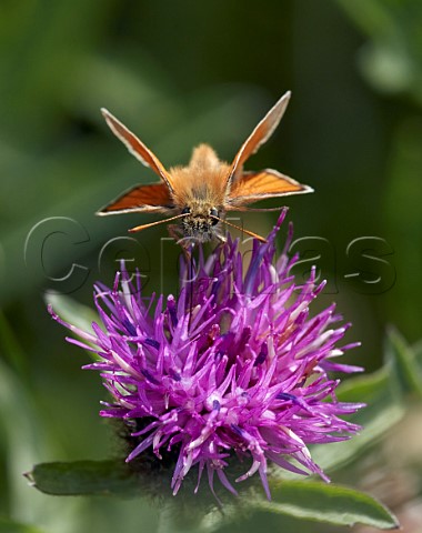 Small Skipper nectaring on knapweed Hurst Meadows East Molesey Surrey England