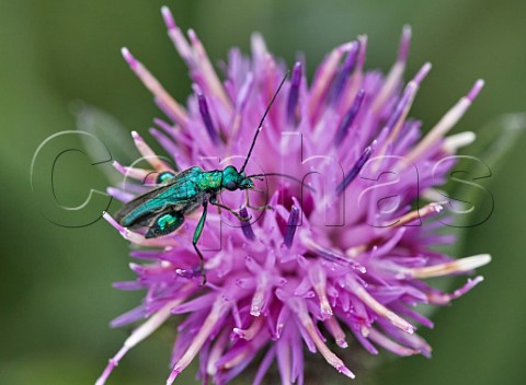 Fatthighed Flower Beetle on Knapweed Hurst Meadows East Molesey Surrey England