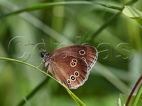 Ringlet perched on grass Hurst Meadows East Molesey Surrey England