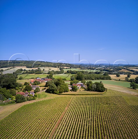 Vineyard of Stopham Estate with the Church of St Mary the Virgin beyond Stopham Sussex England