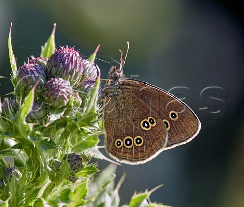 Ringlet nectaring on thistle Arbrook Common Esher Surrey England