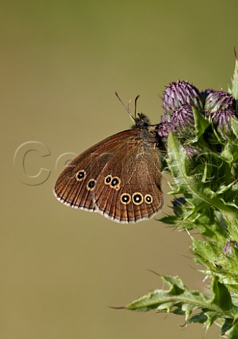 Ringlet perched on thistle Arbrook Common Esher Surrey England