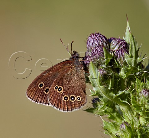 Ringlet perched on thistle Arbrook Common Esher Surrey England