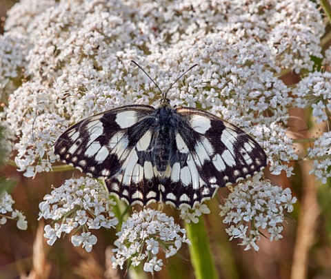Marbled White nectaring on Wild Carrot Molesey Heath Surrey England