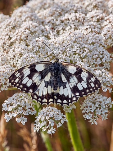 Marbled White nectaring on wild carrot Molesey Heath Surrey England
