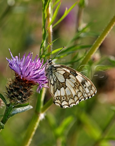 Marbled White nectaring on Knapweed Molesey Heath Surrey England