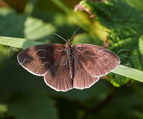 Ringlet ab arete Hurst Meadows East Molesey Surrey England