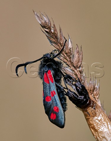 Sixspot Burnet moth recently emerged from its chrysalis Hurst Meadows East Molesey Surrey England