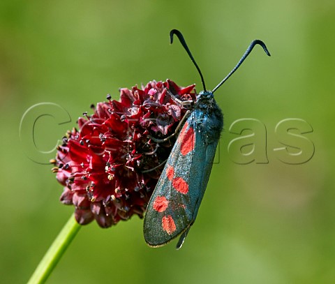 Sixspot Burnet moth perched on Great Burnet flower Hurst Meadows East Molesey Surrey England