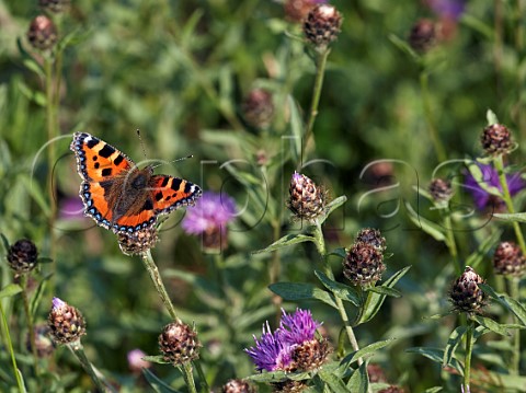 Small Tortoiseshell and Knapweed flowers Hurst Meadows East Molesey Surrey England
