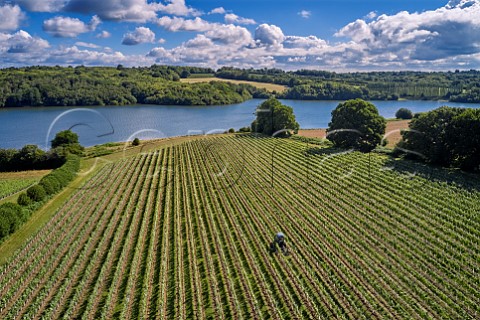 Hazelhurst Farm Vineyard of Roebuck Estates with Bewl Water beyond Ticehurst Sussex England