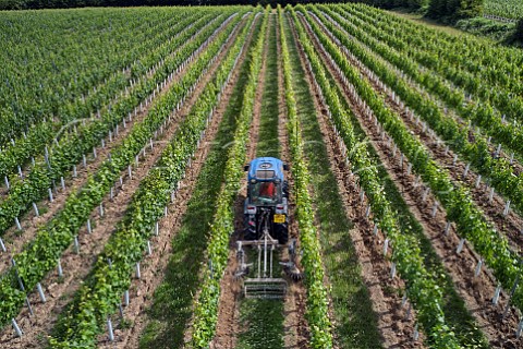 Weed control in Hazelhurst Farm Vineyard of Roebuck Estates Ticehurst Sussex England