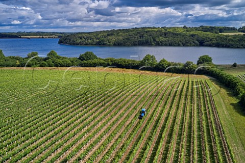 Hazelhurst Farm Vineyard of Roebuck Estates with Bewl Water beyond Ticehurst Sussex England