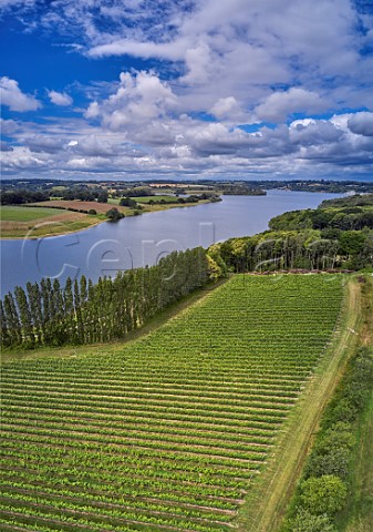 Pinot Noir Vineyard at Rosemary Farm a grower for Chapel Down with Bewl Water beyond  Wadhurst Sussex England