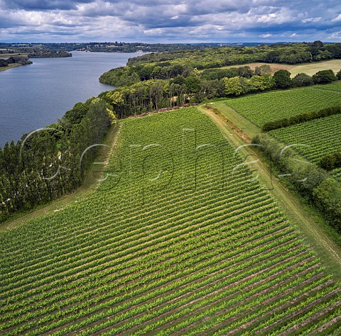 Pinot Noir Vineyard at Rosemary Farm a grower for Chapel Down with Bewl Water beyond  Wadhurst Sussex England