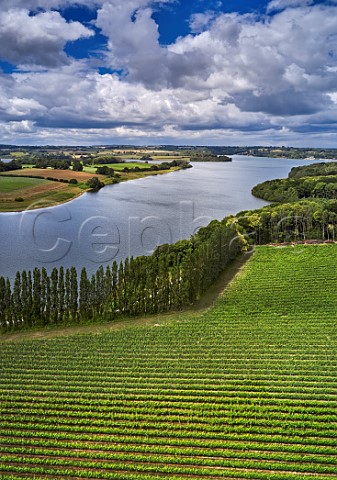 Pinot Noir Vineyard at Rosemary Farm a grower for Chapel Down with Bewl Water beyond  Wadhurst Sussex England