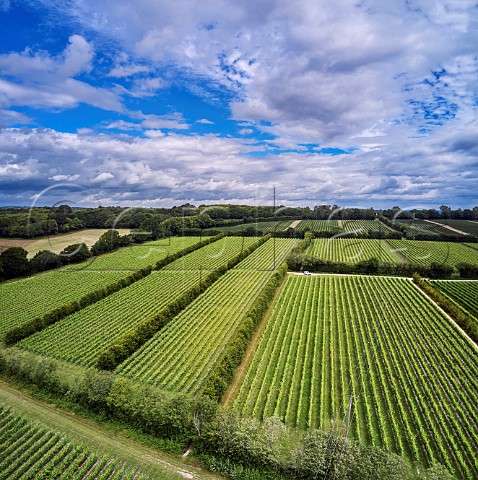 Vineyards at Rosemary Farm a grower for Chapel Down Wadhurst Sussex England