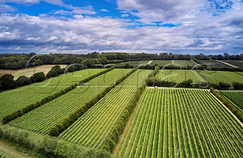 Vineyards at Rosemary Farm a grower for Chapel Down Wadhurst Sussex England