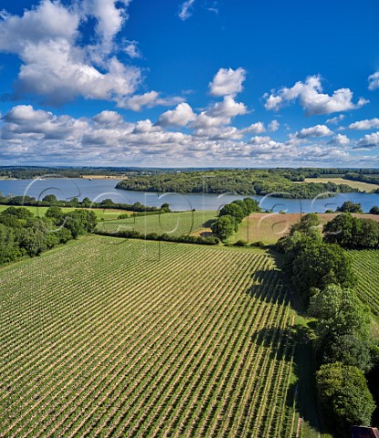 Hazelhurst Farm Vineyard of Roebuck Estates with Bewl Water beyond Ticehurst Sussex England