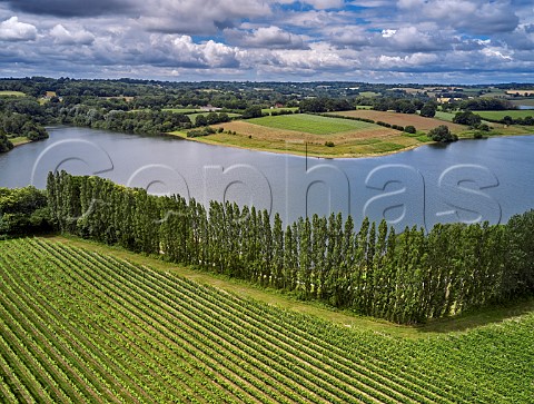 Pinot Noir Vineyard at Rosemary Farm a grower for Chapel Down with Bewl Water beyond  Wadhurst Sussex England