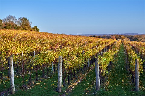 Ditchling vineyard of Plumpton College Hassocks Sussex England