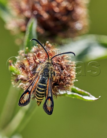 Sixbelted Clearwing moth  Hurst Meadows East Molesey Surrey England